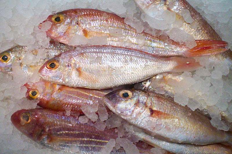 [FRESH FISH COUNTER] Pink Perch / Japanese Bream WHOLE Fresh Fillet