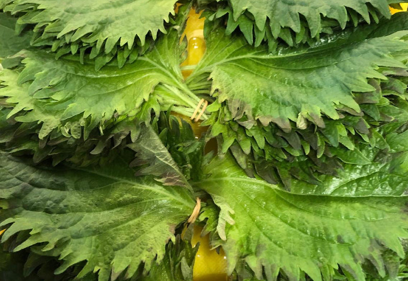 Shiso Leaves (Ohba)