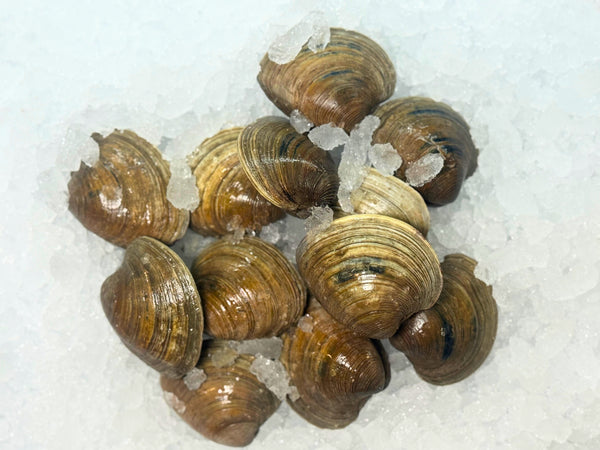 [FRESH FISH COUNTER] Hard Shell Clam Fresh