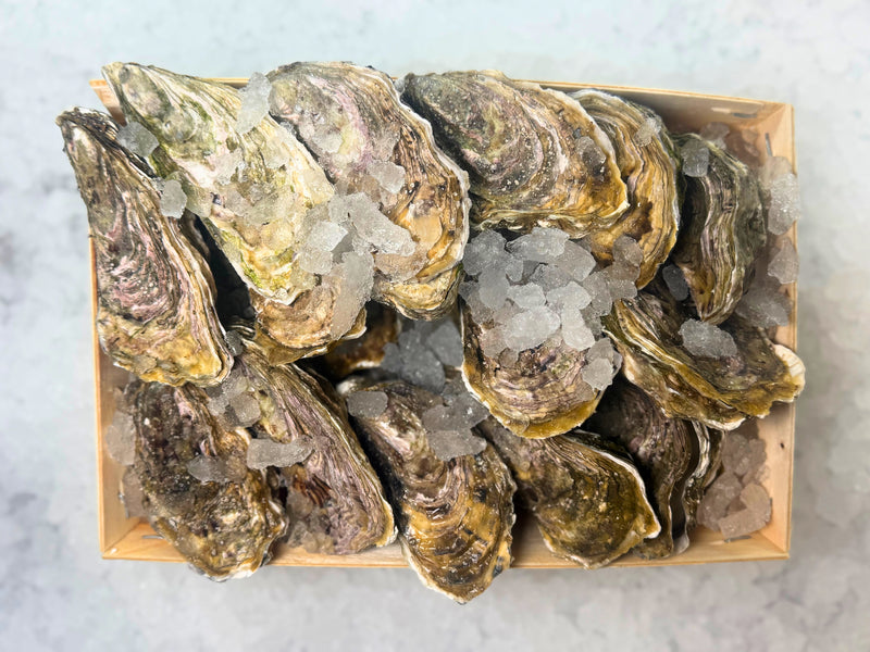 [FRESH FISH COUNTER] Rock Oyster WHOLE Fresh