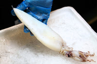 Frozen Squid Whole