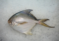 [FRESH FISH COUNTER] Silver Pomfret WHOLE Fresh Fillet