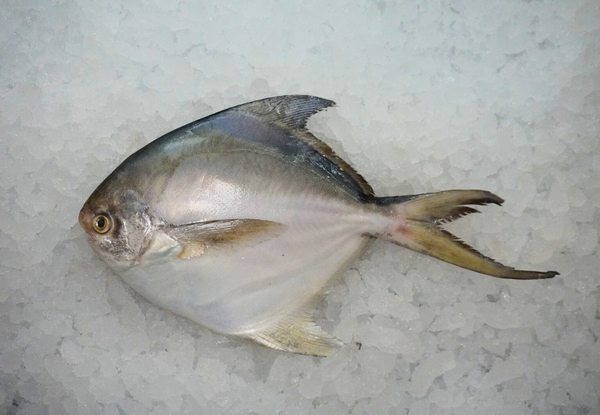 [FRESH FISH COUNTER] Silver Pomfret WHOLE Fresh Fillet
