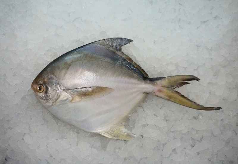 [FRESH FISH COUNTER] Silver Pomfret WHOLE Fresh Fillet