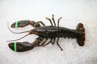 [FRESH FISH COUNTER] Canadian Live Lobster