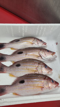 [FRESH FISH COUNTER] Line Snapper WHOLE Fresh Fillet