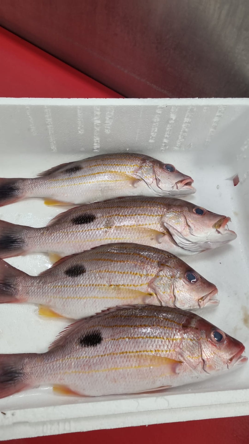 [FRESH FISH COUNTER] Line Snapper WHOLE Fresh Fillet
