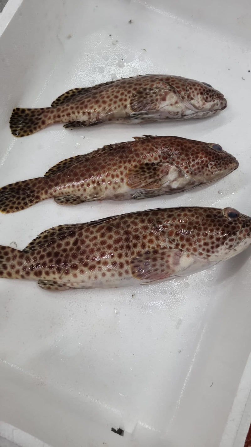 [FRESH FISH COUNTER] Brown Spotted Grouper WHOLE Fresh Fillet