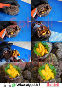 [FRESH FISH COUNTER] Uni Sea Urchin WHOLE Fresh