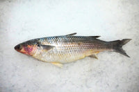 [FRESH FISH COUNTER] Grey Mullet WHOLE Fresh Fillet