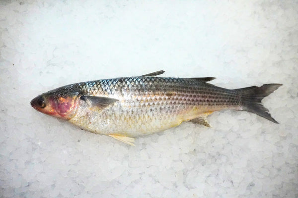 [FRESH FISH COUNTER] Grey Mullet WHOLE Fresh Fillet