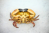 [FRESH FISH COUNTER] Brown Crab WHOLE Fresh