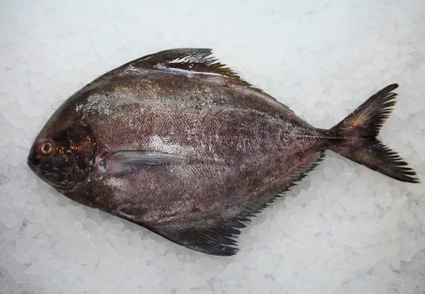 [FRESH FISH COUNTER] Black Pomfret WHOLE Fresh Fillet