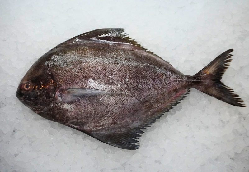 [FRESH FISH COUNTER] Black Pomfret WHOLE Fresh Fillet