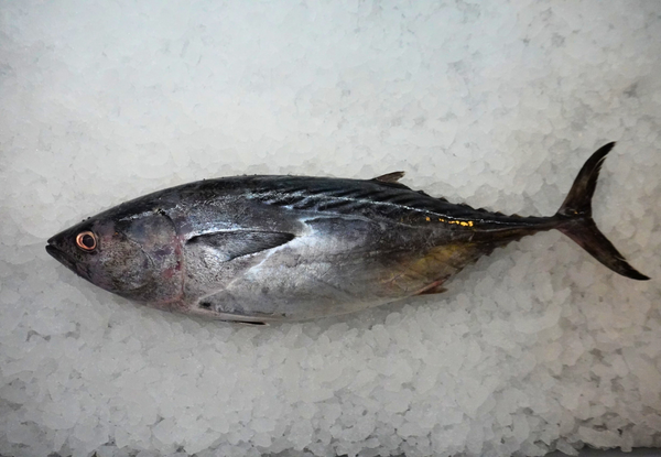 [FRESH FISH COUNTER] Bonito WHOLE Fresh Fillet