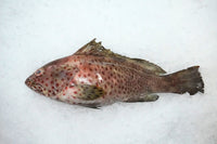 [FRESH FISH COUNTER] Brown Spotted Grouper WHOLE Fresh Fillet