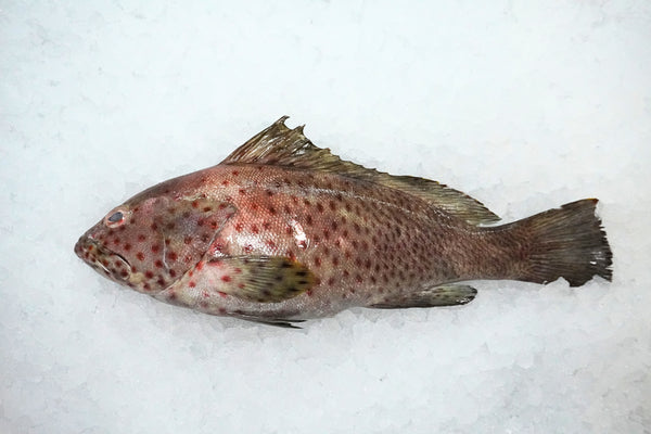 [FRESH FISH COUNTER] Brown Spotted Grouper WHOLE Fresh Fillet