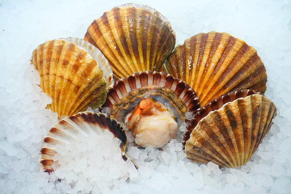 [FRESH FISH COUNTER] Scallops WHOLE Fresh