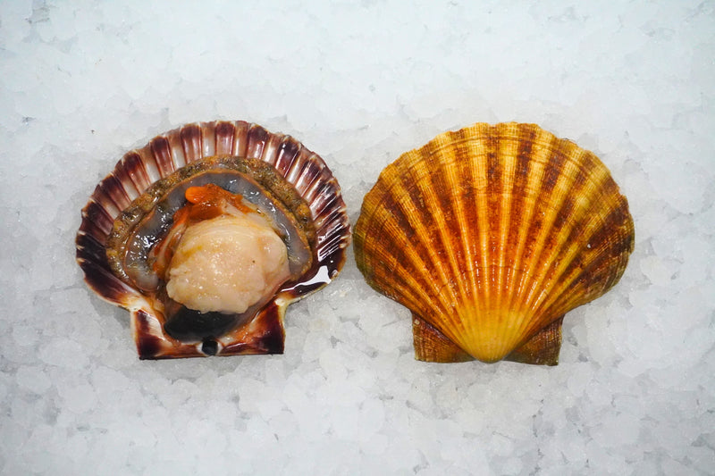 [FRESH FISH COUNTER] Scallops WHOLE Fresh