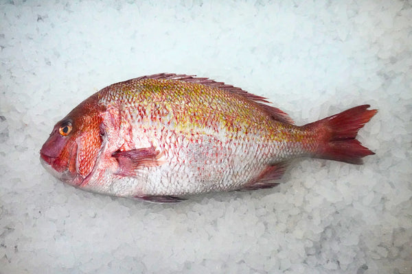 [FRESH FISH COUNTER]  Japanese Sea Bream Madai Fresh Fillet