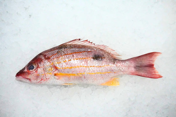 [FRESH FISH COUNTER] Line Snapper WHOLE Fresh Fillet