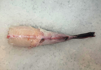 [FRESH FISH COUNTER] Monk Fish WHOLE Fresh Fillet