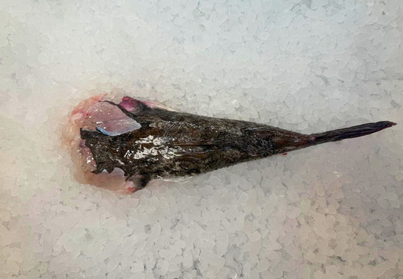 [FRESH FISH COUNTER] Monk Fish WHOLE Fresh Fillet