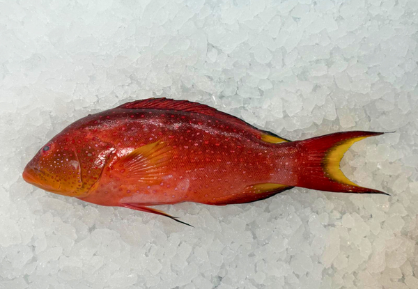 [FRESH FISH COUNTER] Moon Tail WHOLE Fresh Fillet
