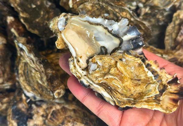 [FRESH FISH COUNTER] Oyster WHOLE Fresh