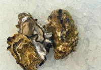 [FRESH FISH COUNTER] Oyster WHOLE Fresh