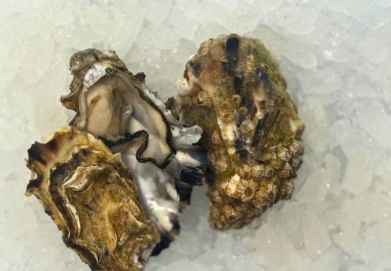 [FRESH FISH COUNTER] Oyster WHOLE Fresh