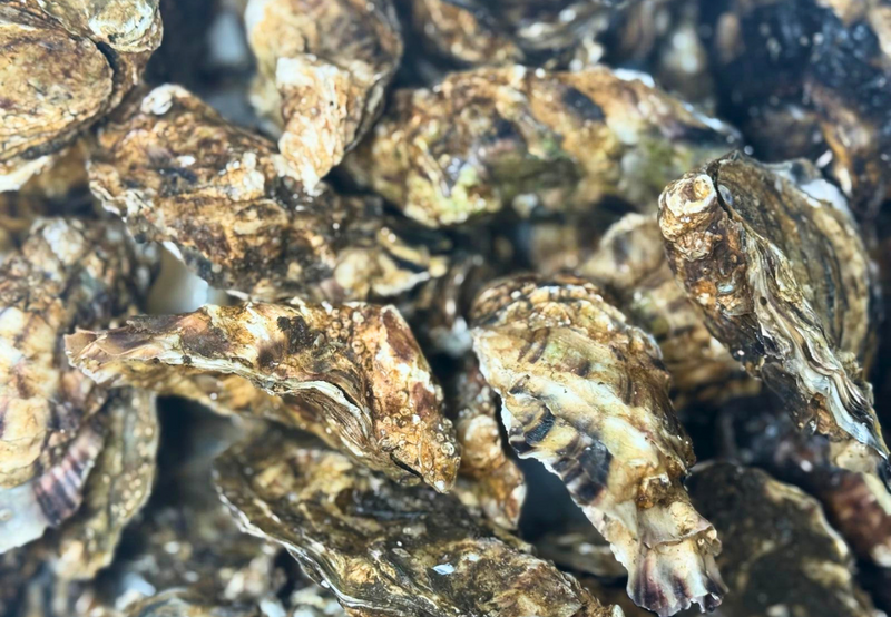 [FRESH FISH COUNTER] Oyster WHOLE Fresh
