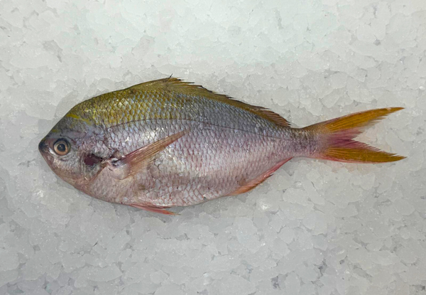 [FRESH FISH COUNTER] Rainbow Snapper WHOLE Fresh Fillet