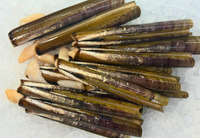 [FRESH FISH COUNTER] Razor Clams WHOLE Fresh