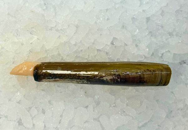 [FRESH FISH COUNTER] Razor Clams WHOLE Fresh