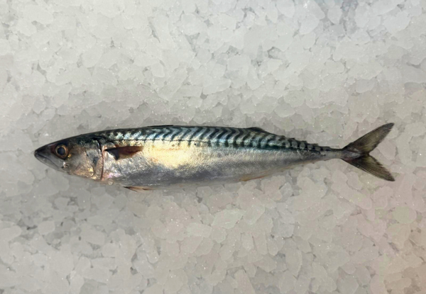 [FRESH FISH COUNTER] Mackerel Saba WHOLE Fresh Fillet