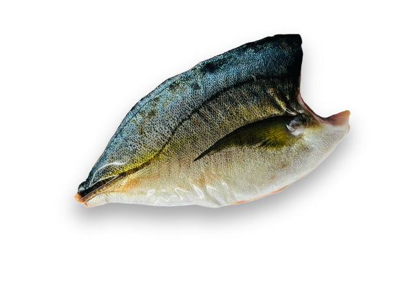 Shima Aji FILLET One-Side
