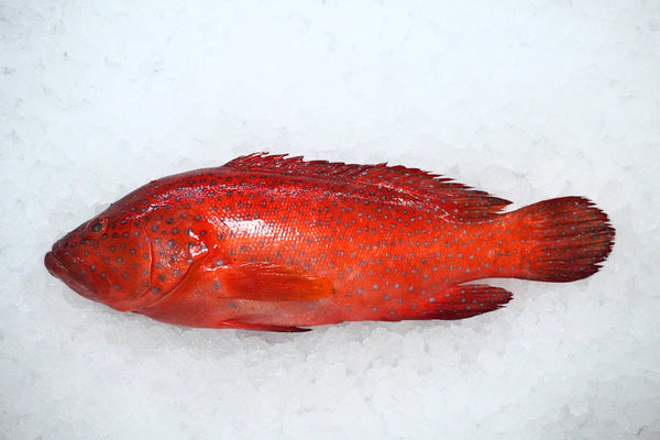 [FRESH FISH COUNTER] Red Spotted Grouper WHOLE Fresh Fillet
