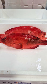 [FRESH FISH COUNTER] Red Spotted Grouper WHOLE Fresh Fillet