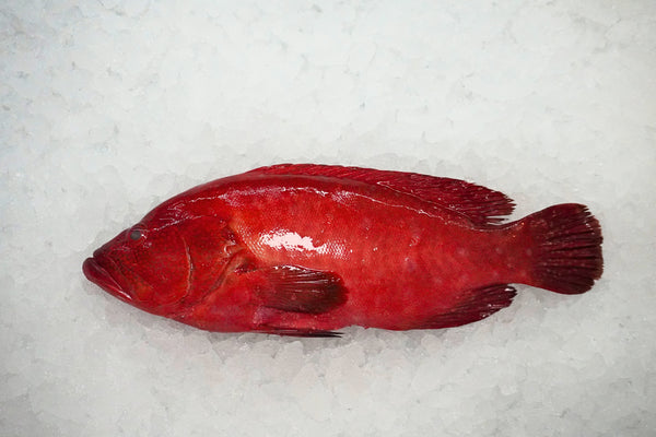 [FRESH FISH COUNTER] Tomato Grouper WHOLE Fresh Fillet
