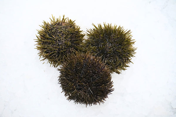 [FRESH FISH COUNTER] Uni Sea Urchin WHOLE Fresh