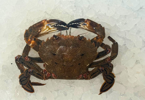 [FRESH FISH COUNTER] Velvet Crab WHOLE Fresh