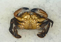 [FRESH FISH COUNTER] Velvet Crab WHOLE Fresh