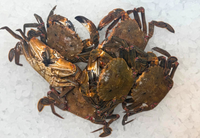 [FRESH FISH COUNTER] Velvet Crab WHOLE Fresh