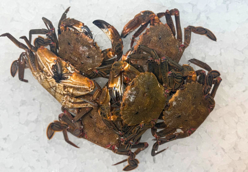 [FRESH FISH COUNTER] Velvet Crab WHOLE Fresh