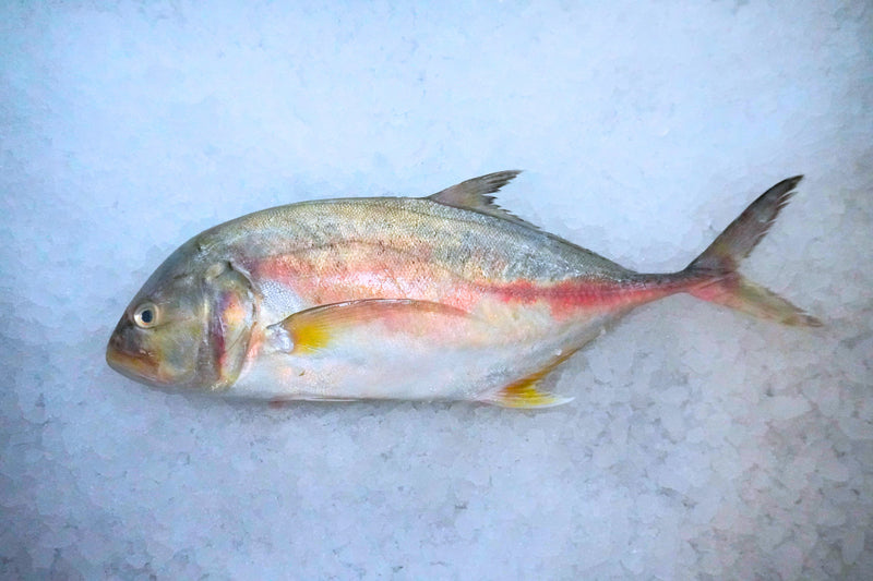 [FRESH FISH COUNTER] Yellow Trevally WHOLE Fresh